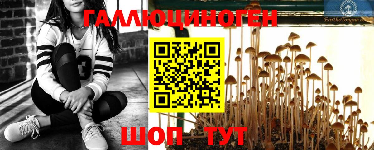 Галлюциногенные грибы Psilocybe Бирск